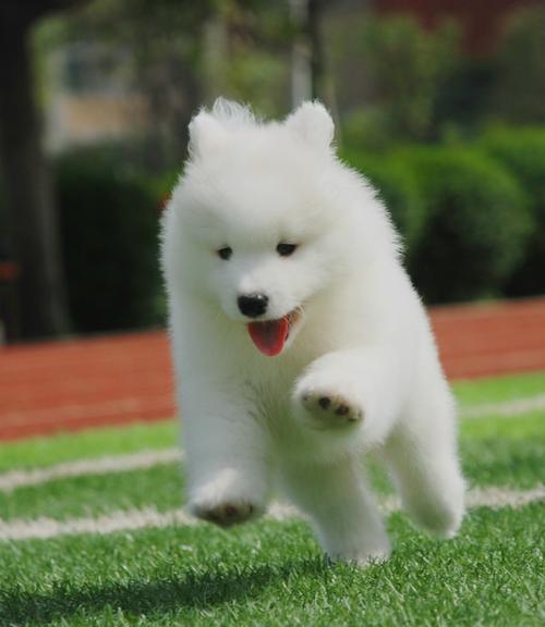 萨摩耶幼犬家养大额优惠券