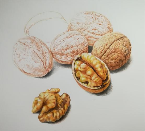 单色绘制出其他核桃的素描关系深入刻画定好画面大概构图位置后就从