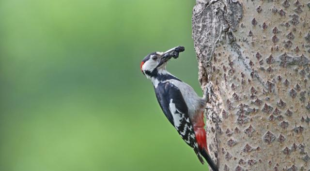常住许昌的几种啄木鸟你认识吗?