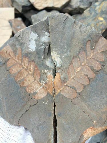 灰峪化石～探寻亿万年前的痕迹