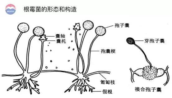 能引起粮食霉烂的根霉菌为什么说是酿酒大功臣