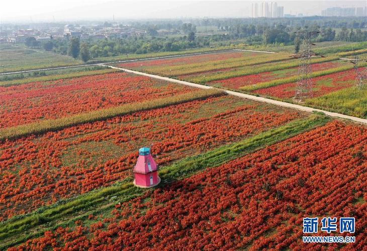 太原市晋源区:花卉产业助增收