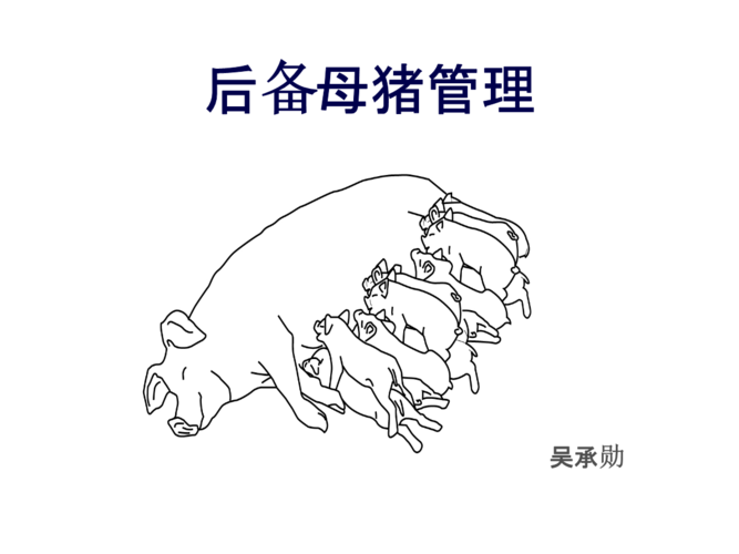 母猪怎么简笔画
