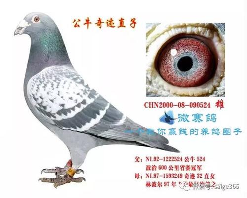 鸽赏图龙翔轩基础种鸽欣赏