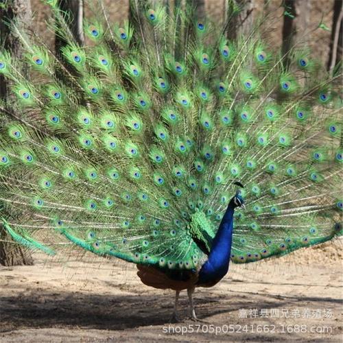 本场全年提供孔雀苗,鸵鸟苗,珍珠鸡苗,七彩山鸡苗,贵妃鸡苗,火鸡苗