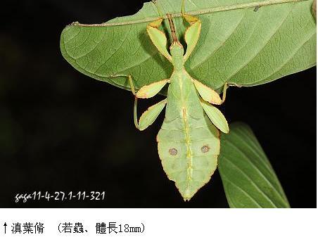 展开全部 叶修,滇叶修 学名:phylliumbioculatum 科名:竹节虫科