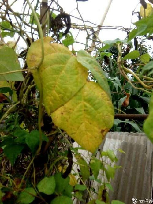 豆角的叶片发黄怎么办?