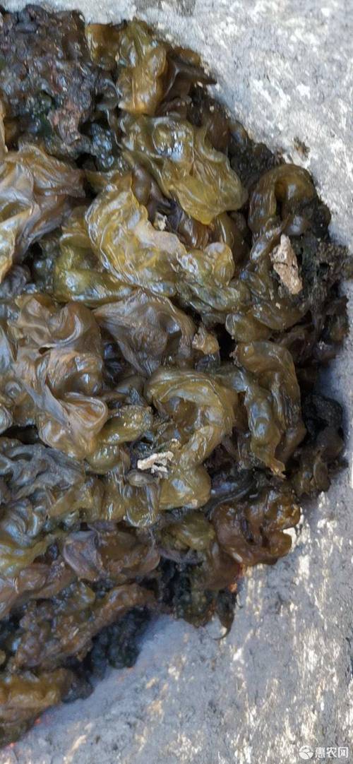 地皮菜 供应新鲜种植地衣