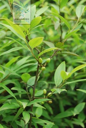 香叶子 - 百度百科; 芦苇 山胡椒 清香木 碰碰香叶子发黄 夜来香叶子