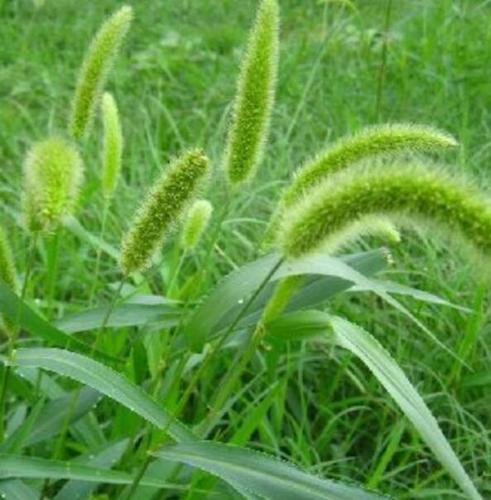 到了时间,狗尾草也会开花,仅仅它的花不同于通