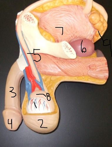 testis, scrotum, penis, glans penis