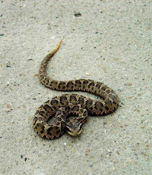 中国十大毒蛇你知道几种?