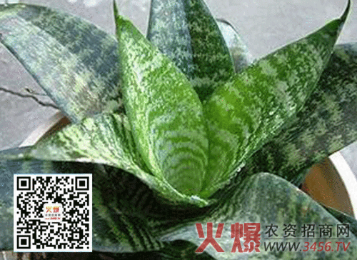 虎皮兰有毒吗?虎皮兰开花有毒吗?