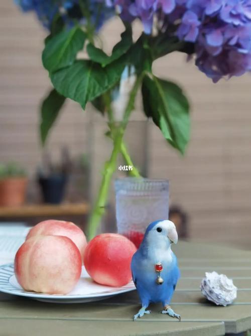 我家紫罗兰牡丹第一次换毛完毕._牡丹_鹦鹉_牡丹鹦鹉