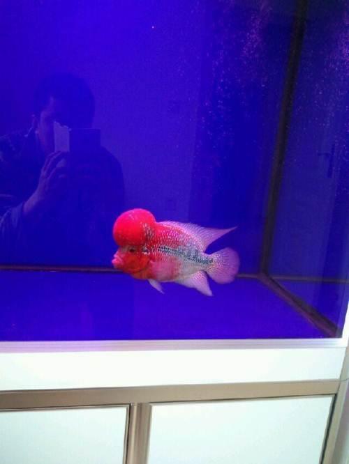 大爆头鸿运罗汉鱼