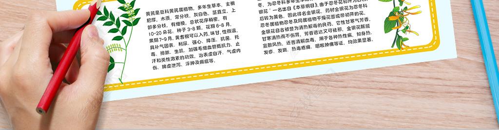 认识中草药小报中药小知识手抄报神奇的中草药小报