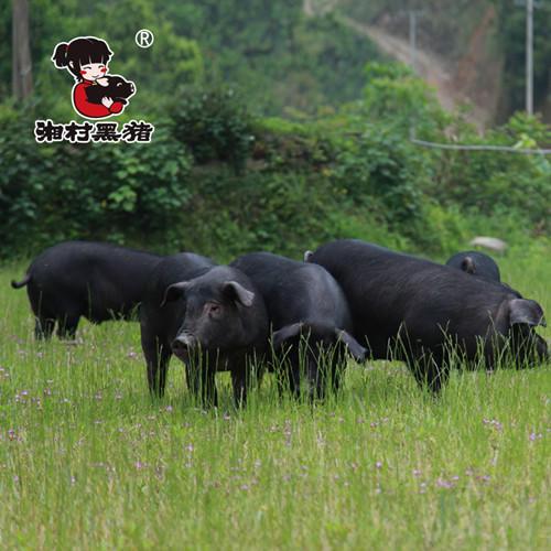 【湘村黑猪】黑土猪生鲜冷鲜肉年猪礼盒 年猪预售 年