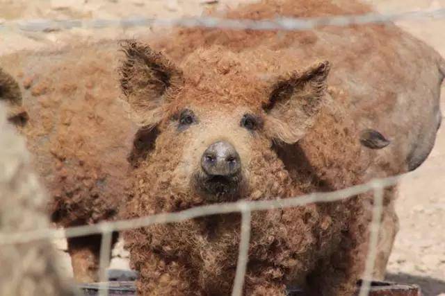 披着羊皮的猪:卷毛猪