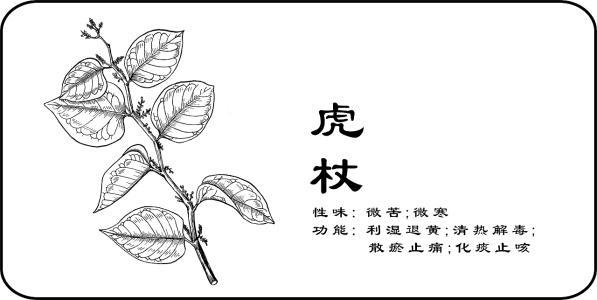 中草药简笔画及名称