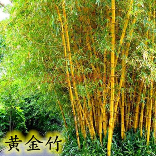 罗汉竹紫竹耐寒大型金镶玉竹子树苗慈孝竹青竹 黄金竹1公分【10颗】