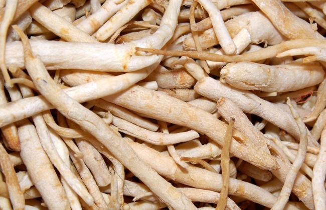 沙参的功效与作用禁忌