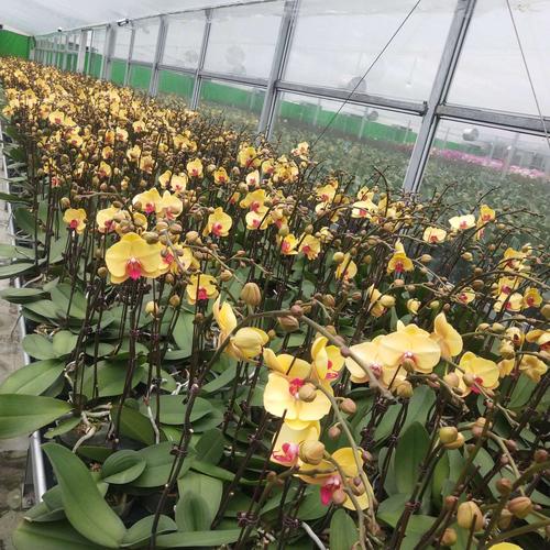 九玖兰业现有蝴蝶兰开花株销售,品种如图!