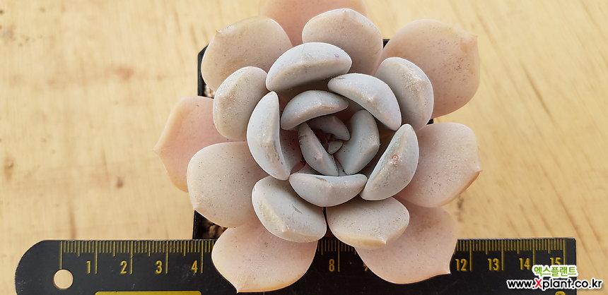 提拉米苏1290 多肉植物