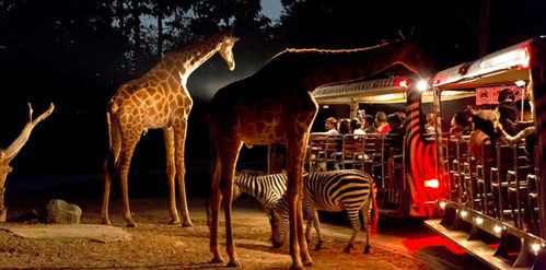 清迈night safari夜间野生动物园门票