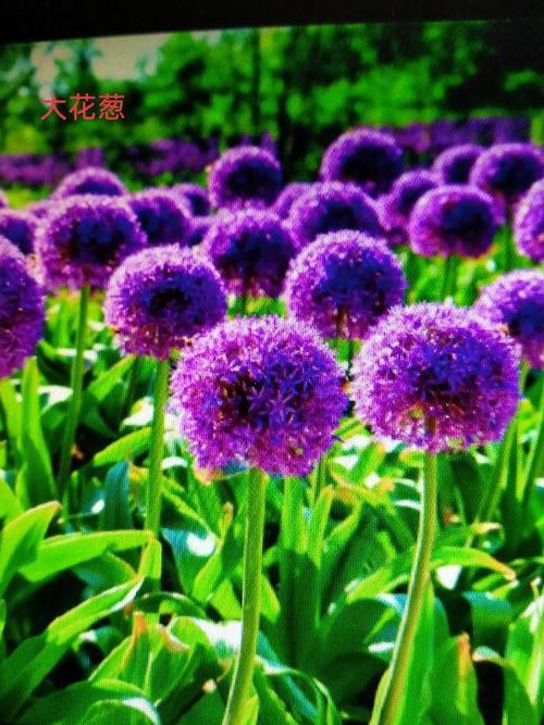 说说大花葱