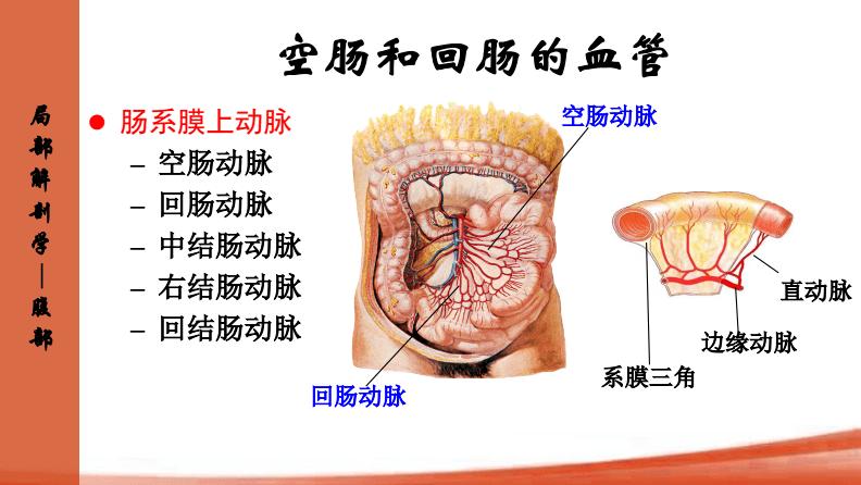 10 空肠和回肠人体解剖生理学.pdf 10页