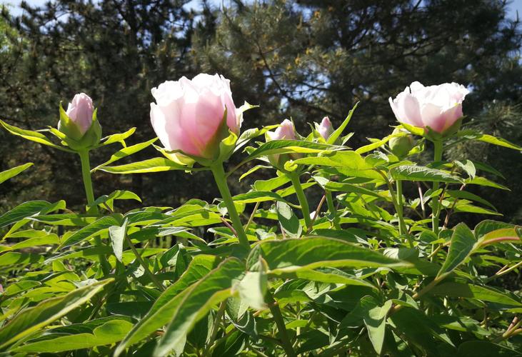 花季的春天(2)--奥森公园观赏牡丹花