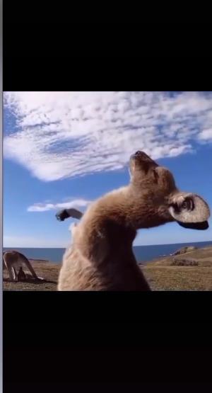 抖音袋鼠摇手的gif动图表情包下载