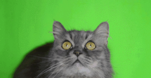 我下面的绿幕素材仅是举例使用. 可以是一只卖