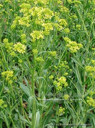 菘蓝的生境分布