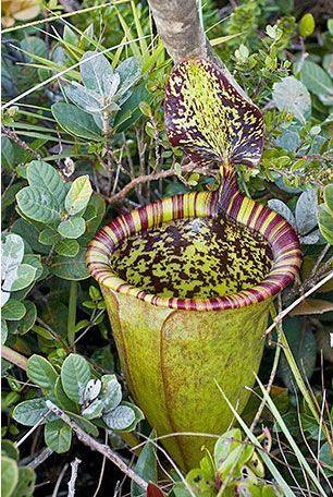 全球十大最危险植物:坏女人花最可怕