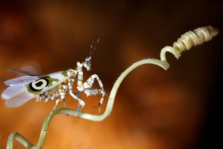眉飞色舞——1*刺花螳螂(微距)(19年9月18曰摄)