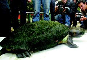 世界最大绿毛龟蛮牛因身材太大找不到配偶图