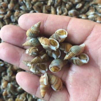 冰凌橙夏旗舰店海螺丝薄壳海锥鲜活发货顺丰海螺丝1斤装