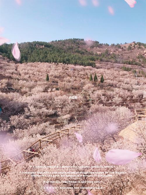 大崂樱花谷_樱花_大崂樱桃谷自由行热门攻略_旅行_青岛旅行_出行_出行