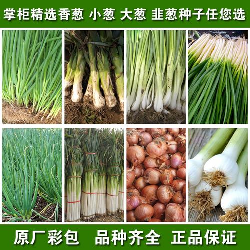 小葱大葱韭葱种子套餐菜园高产四季播易种小香葱毛葱小根蒜蔬菜籽