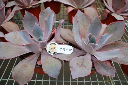 晚霞和晚霞之舞, 两种多肉有这样养护, 状态美美哒