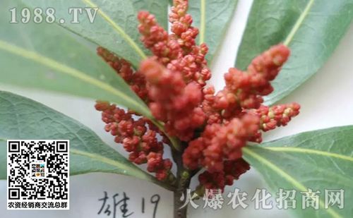 杨梅树有公母之分吗,杨梅树雌雄株的区别方法