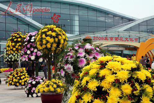 2016北京菊花文化节美不胜收(图)