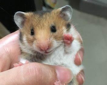 仓鼠妈妈是金丝熊,仓鼠爸爸是长毛丁香熊,现有长毛虎纹熊共4只