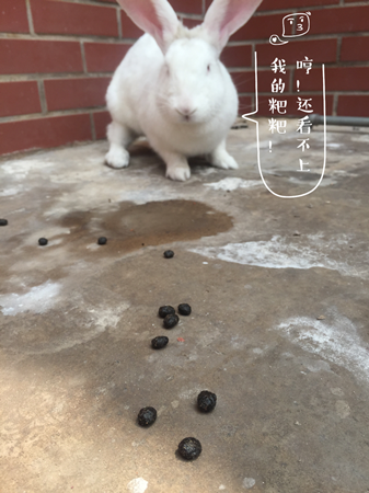 母婴 正文 夜明砂:蝙蝠屎 夜明砂也叫"日华本草"(这个名字听起来怎么