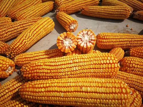 玉米种子优迪529放心种放心种