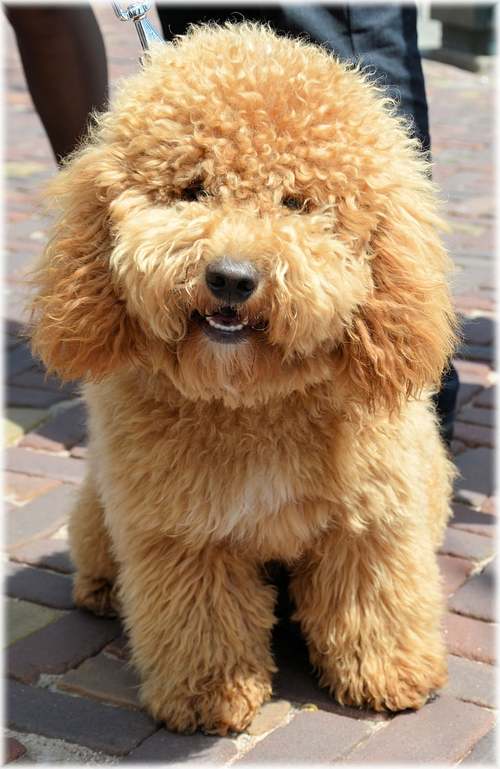 咖啡色比熊犬的价格