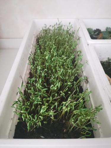 种花种草