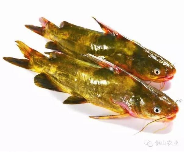 佛山盛产的这些河鲜,你可认识?