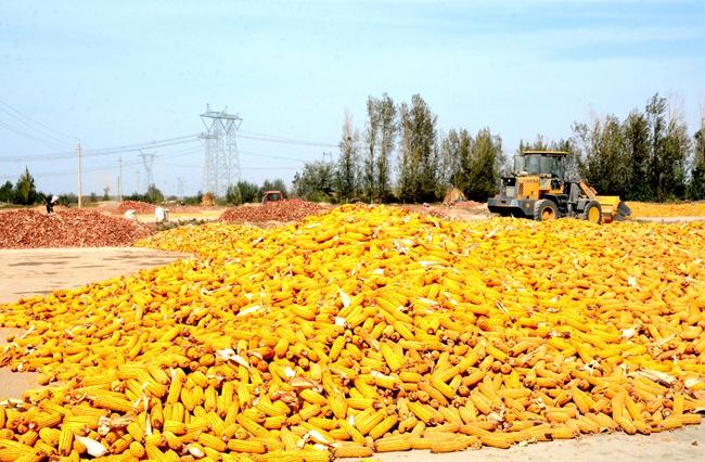 丰收的国庆(组图)